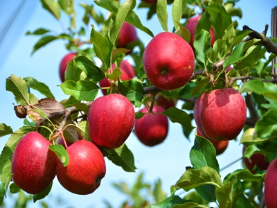 Apples